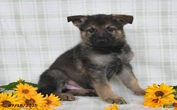 German Shepherd dogs for sale: Kipper - Image 5