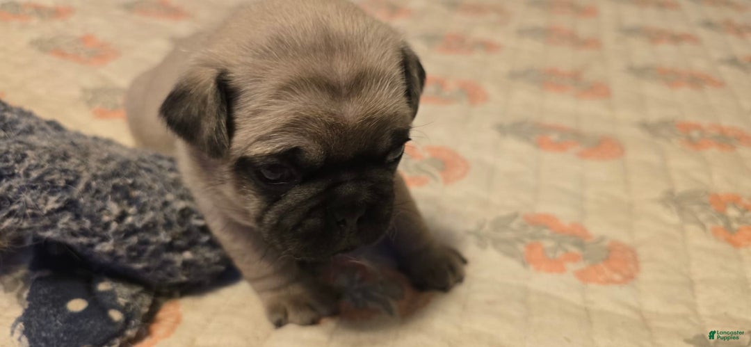 Pug dogs for sale: Davy - Image 13