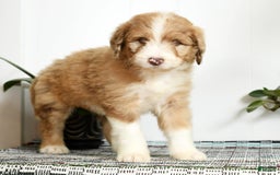 Aussiedoodle dogs for sale: Tommy - Image 9