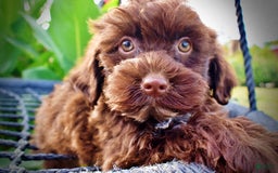 Havapoo dogs for sale: Havapoo 7 puppies - Image 4