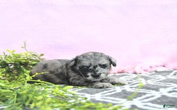 Mini Goldendoodle dogs for sale: Khloe - Image 2