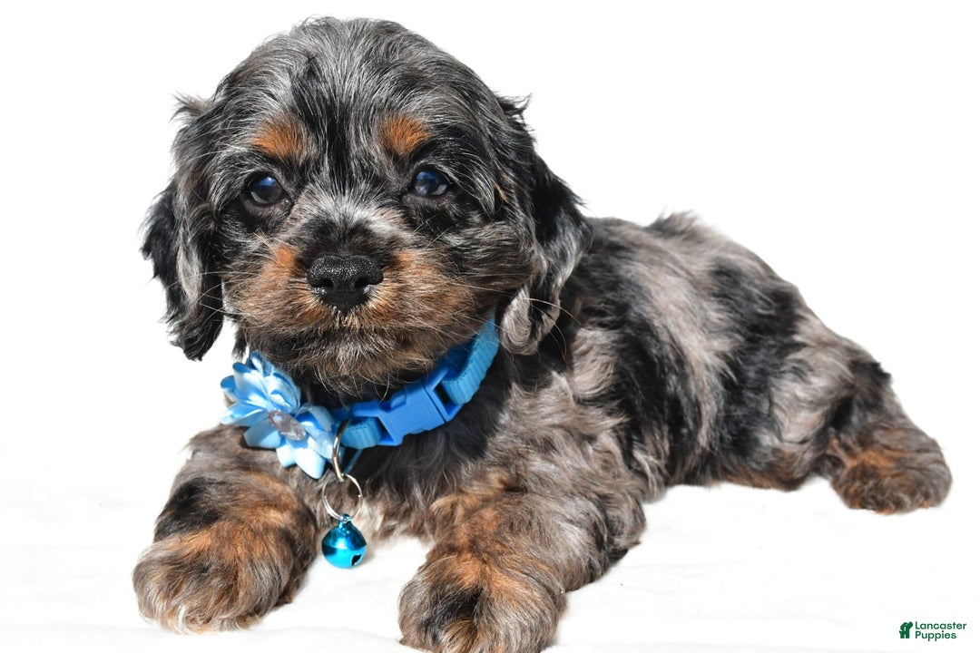 Cockapoo dogs for sale: Stacey - Image 1