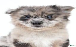 Pomeranian dogs for sale: Daisy - Image 2