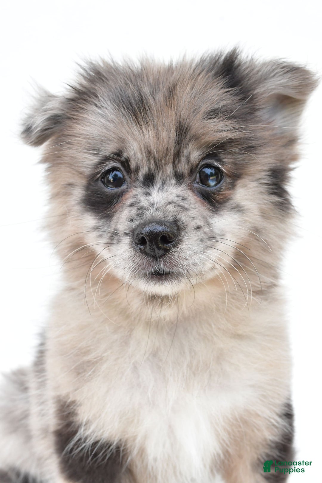Pomeranian dogs for sale: Daisy - Image 2