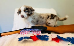 Australian Shepherd dogs for sale: Burrrito - Image 5
