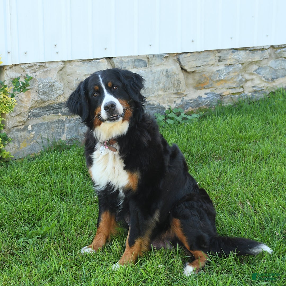 Bernese Mountain Dog dogs for sale: Mitsy - Listing for pets: Rosie, Macy, Blaze, Champ, Muffin, Lilac, Tucker, Mitsy, Tina - Image 4