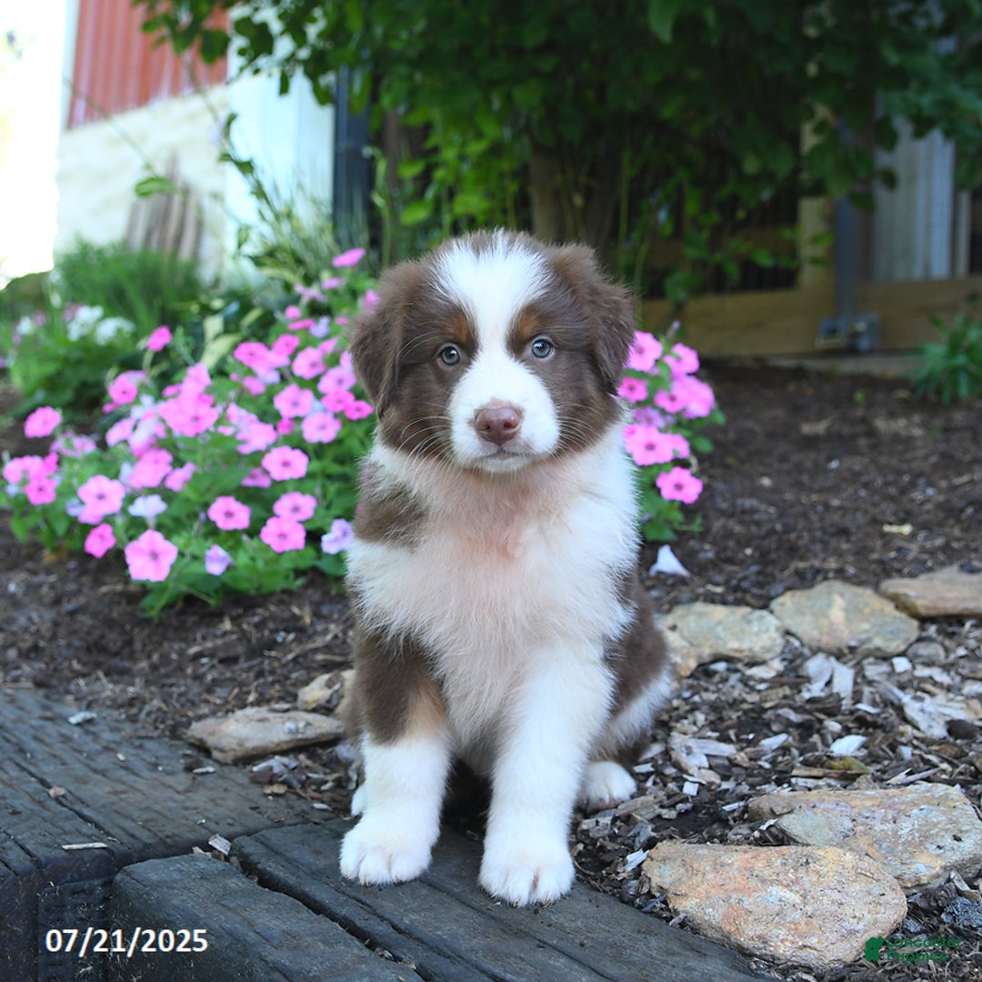 Australian Shepherd dogs for sale: Bonnie - Image 5