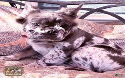 French Bulldog dogs for sale: Eagle Blue Merle Female - Image 4