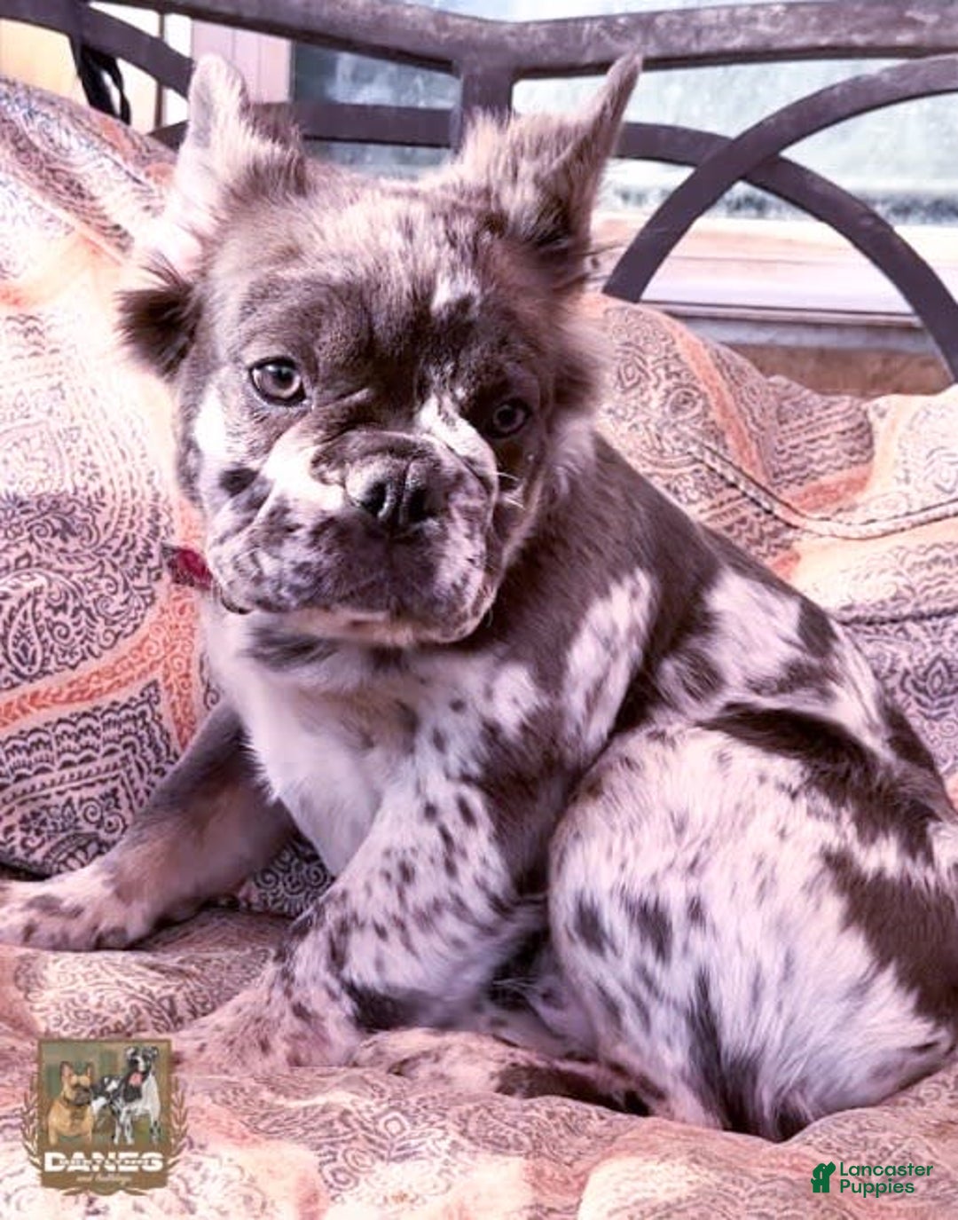 French Bulldog dogs for sale: Eagle Blue Merle Female - Image 4