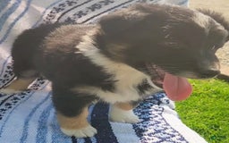 Australian Shepherd dogs for sale: Sophie - Image 1