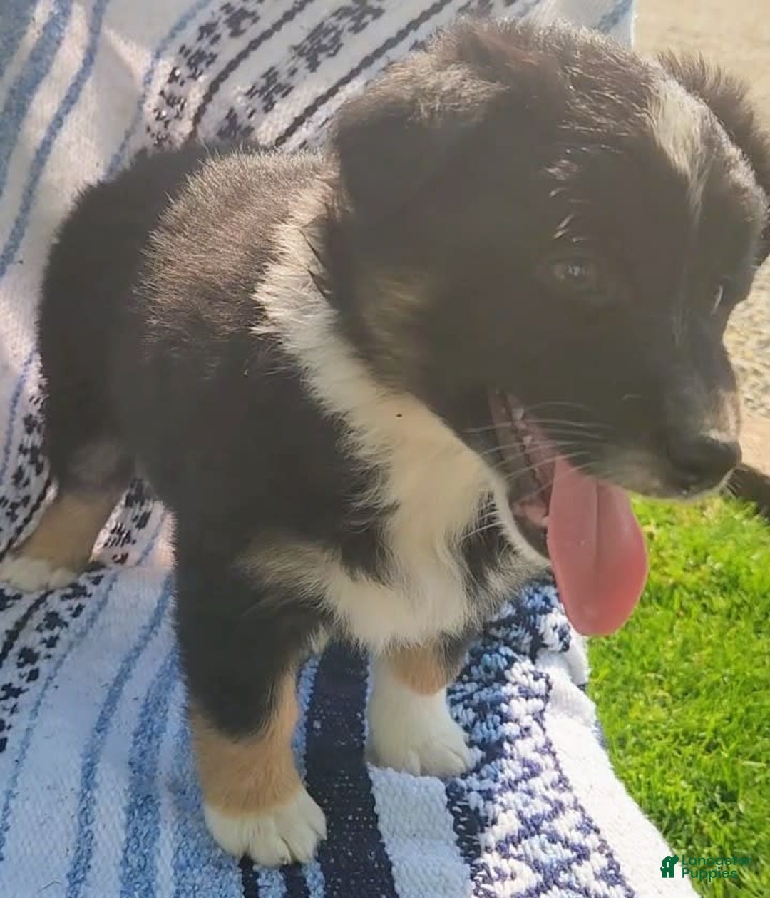 Australian Shepherd dogs for sale: Sophie - Image 1