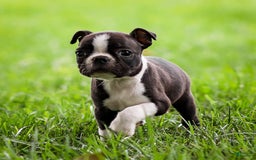 Boston Terrier dogs for sale: Patty - Image 6