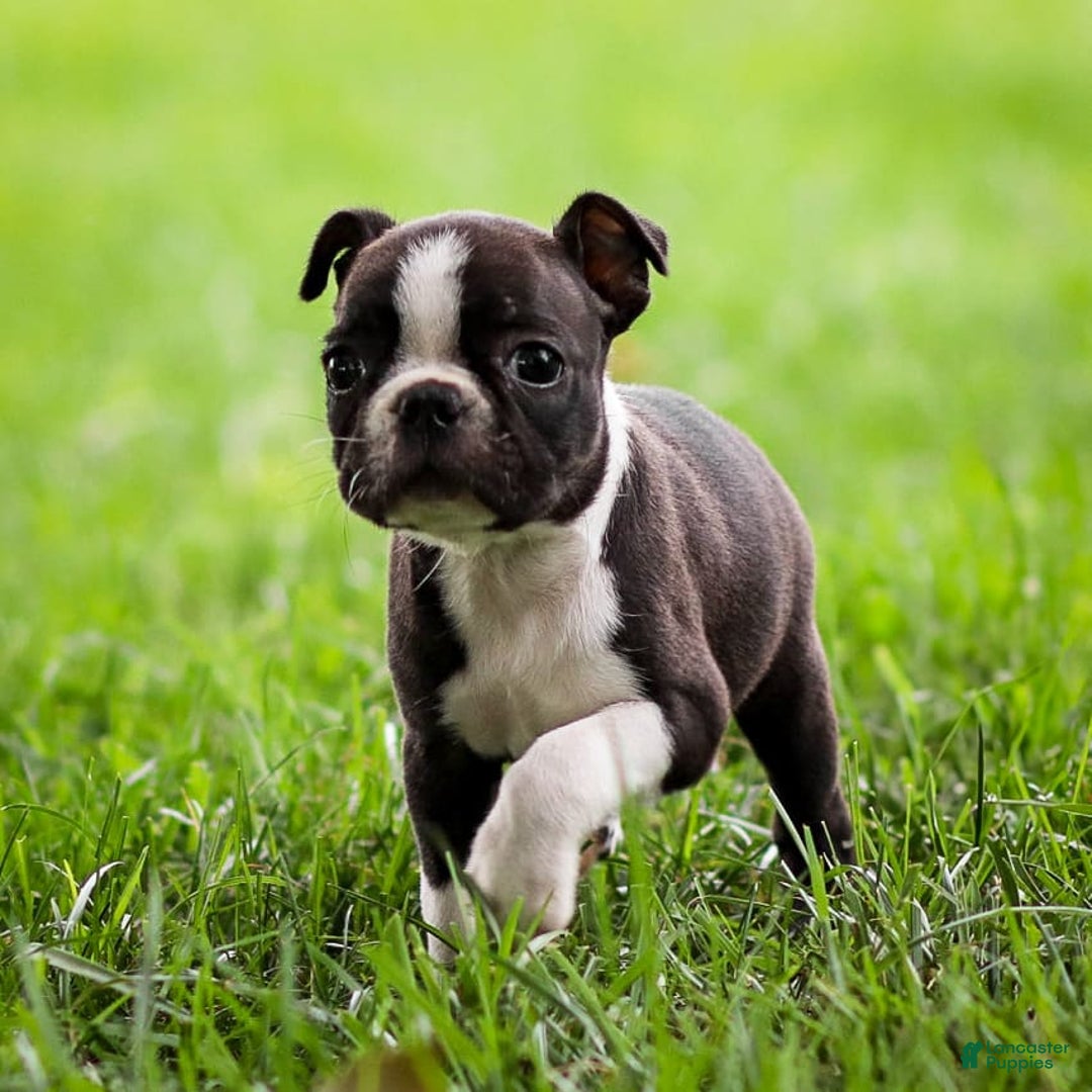 Boston Terrier dogs for sale: Patty - Image 6