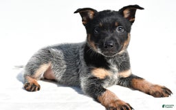 Australian Cattle Dog dogs for sale: Cowgirl - Image 6