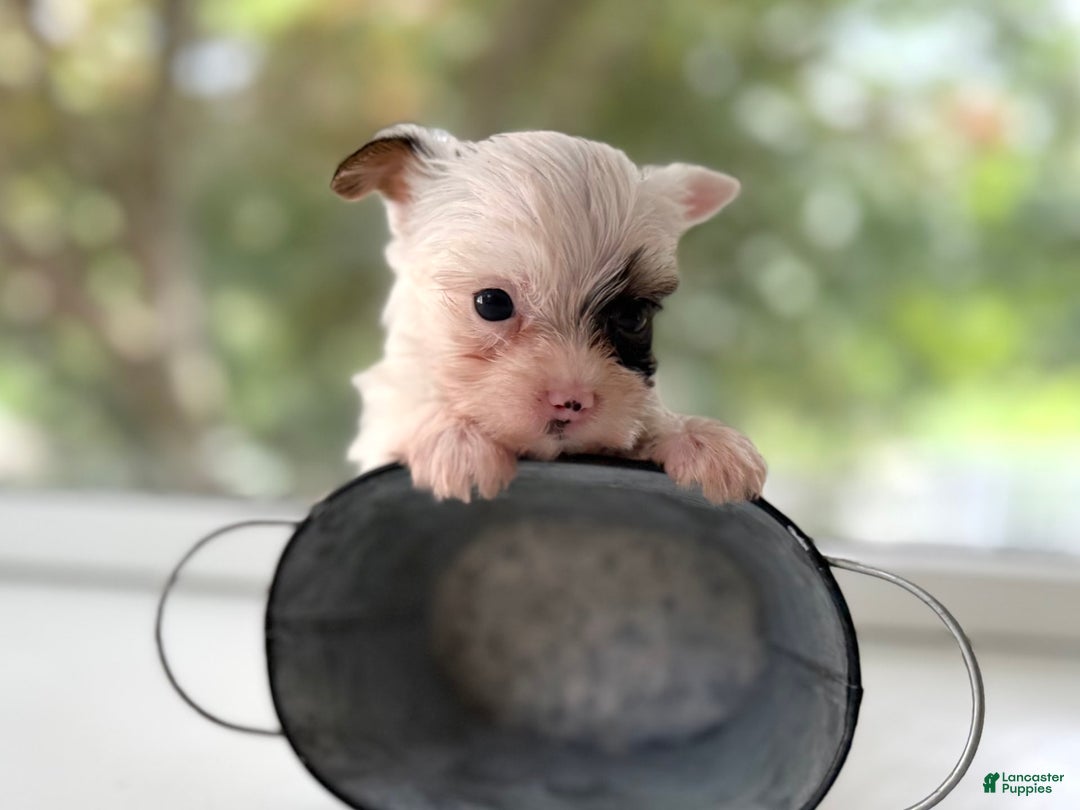 Yorkshire Terrier dogs for sale: Daniel - Image 12