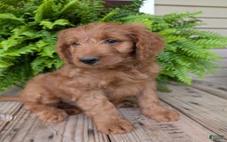 Goldendoodle dogs for sale: Ben - Image 11