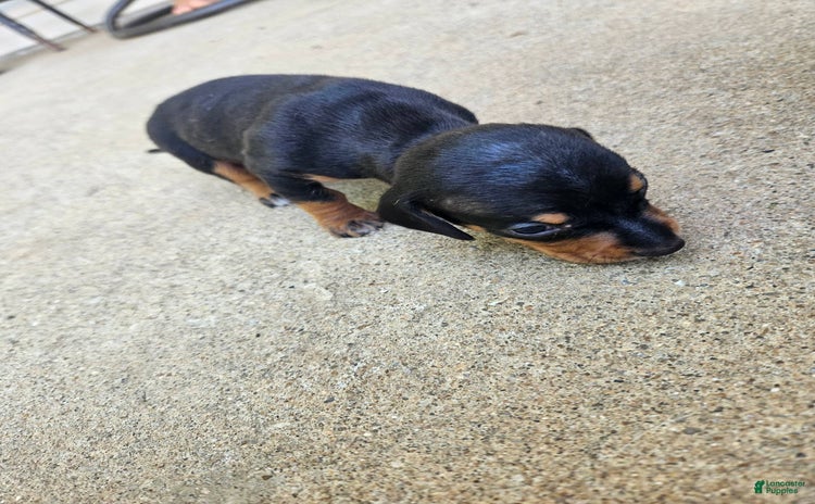 Miniature Dachshund dogs for sale - Ad 3