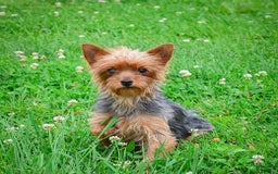 Yorkiepoo dogs for sale: Bingo - Image 13
