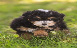 Mini Bernedoodle dogs for sale: Macy - Image 1