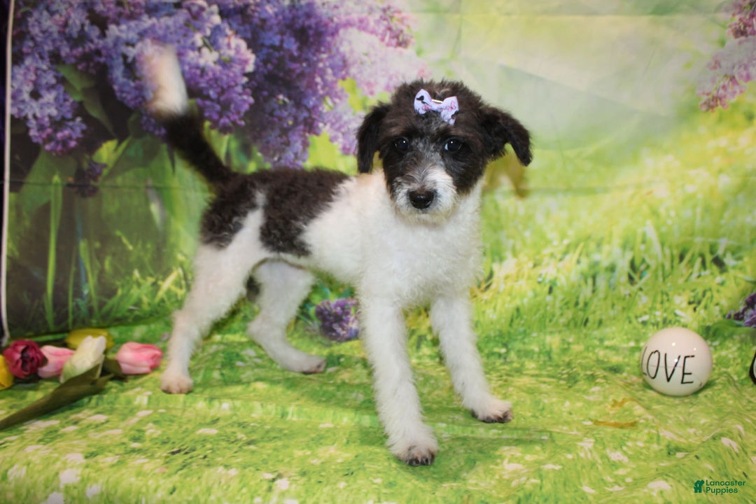  dogs for sale: Lacey - Image 3