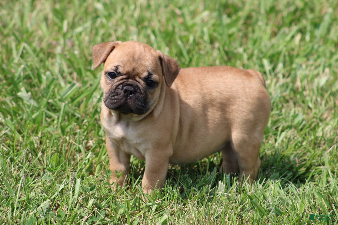 French Bulldog dogs for sale: Sheila - Image 30