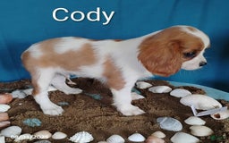 Cavalier King Charles Spaniel dogs for sale: Cody - Image 2