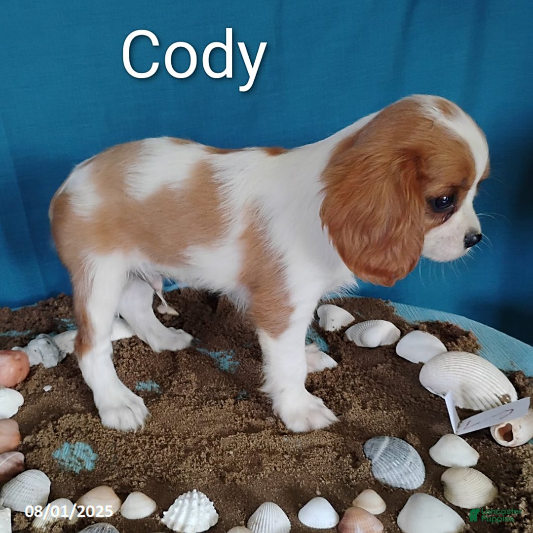 Cavalier King Charles Spaniel dogs for sale: Cody - Image 2