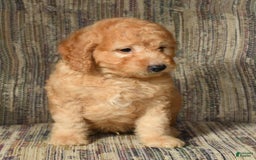 Mini Goldendoodle dogs for sale: Kodak - Image 2