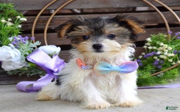 Yorkshire Terrier dogs for sale: Piper - Image 8
