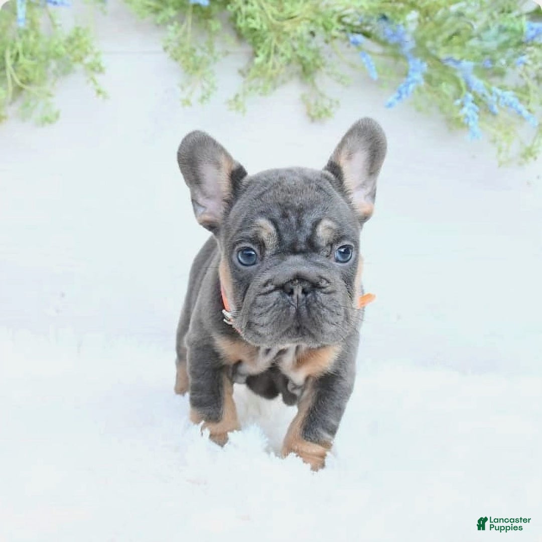 French Bulldog dogs for sale: Dory - Image 5