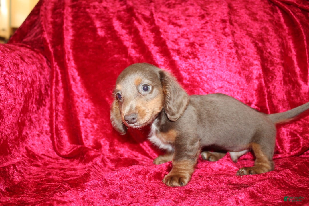Miniature Dachshund dogs for sale: Bingo - Image 28