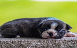 Boston Terrier dogs for sale: Darla - Image 1