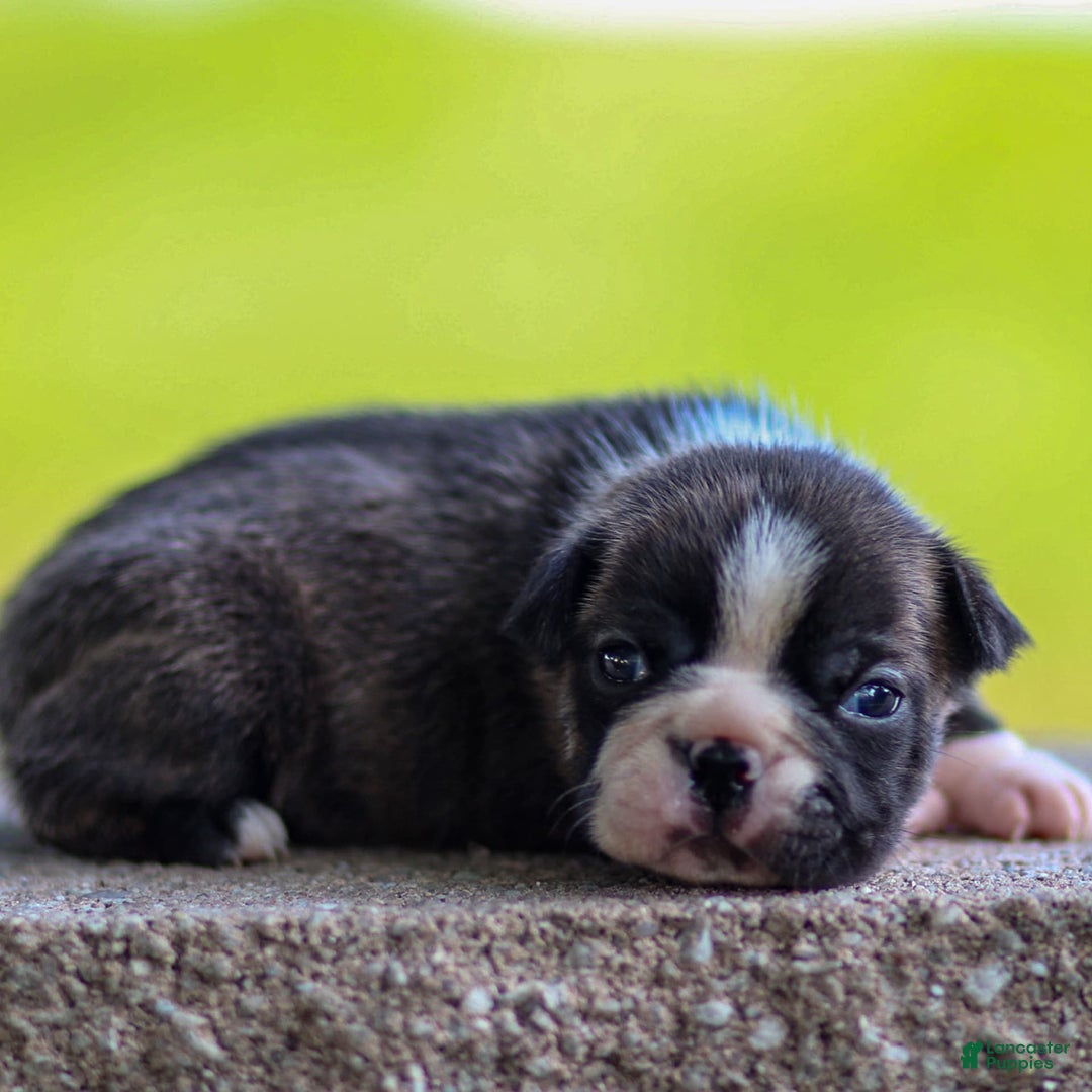 Boston Terrier dogs for sale: Darla - Image 1