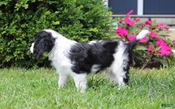 Cavalier King Charles Spaniel dogs for sale: Amigo - Image 10