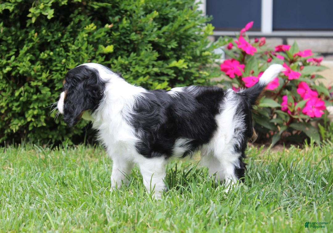 Cavalier King Charles Spaniel dogs for sale: Amigo - Image 10