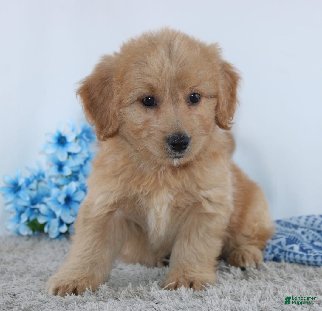 Mini Goldendoodle dogs for sale: Jordan - Image 3