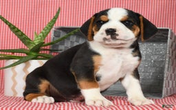 Beabull dogs for sale: Winston - Image 9