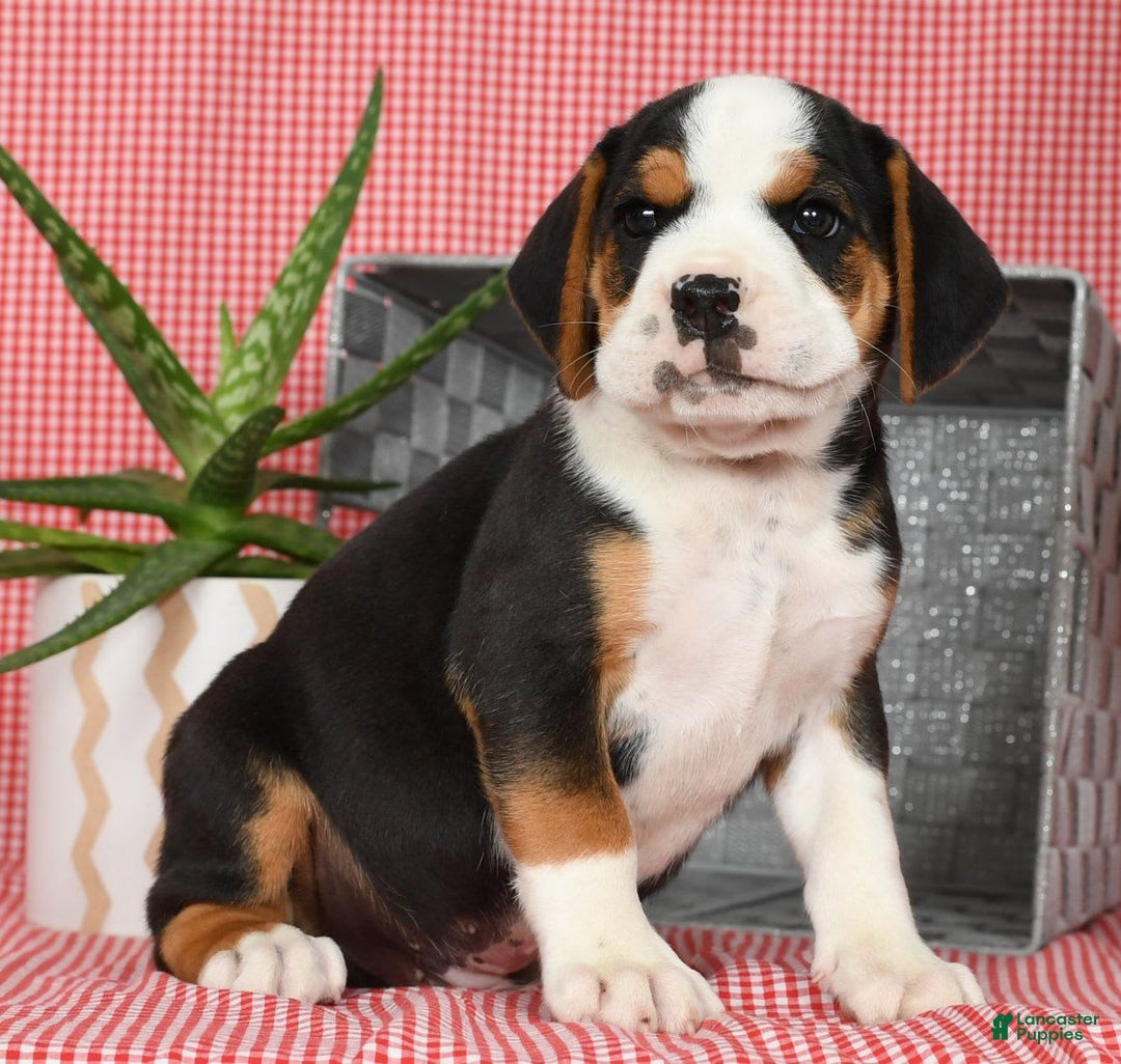 Beabull dogs for sale: Winston - Image 9