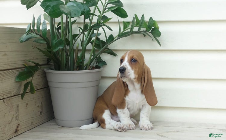 Basset Hound dogs - Advert 21