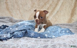 Boston Terrier dogs for sale: Dustie - Image 8