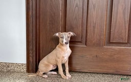 Italian Greyhound dogs for sale: Derek - Image 7