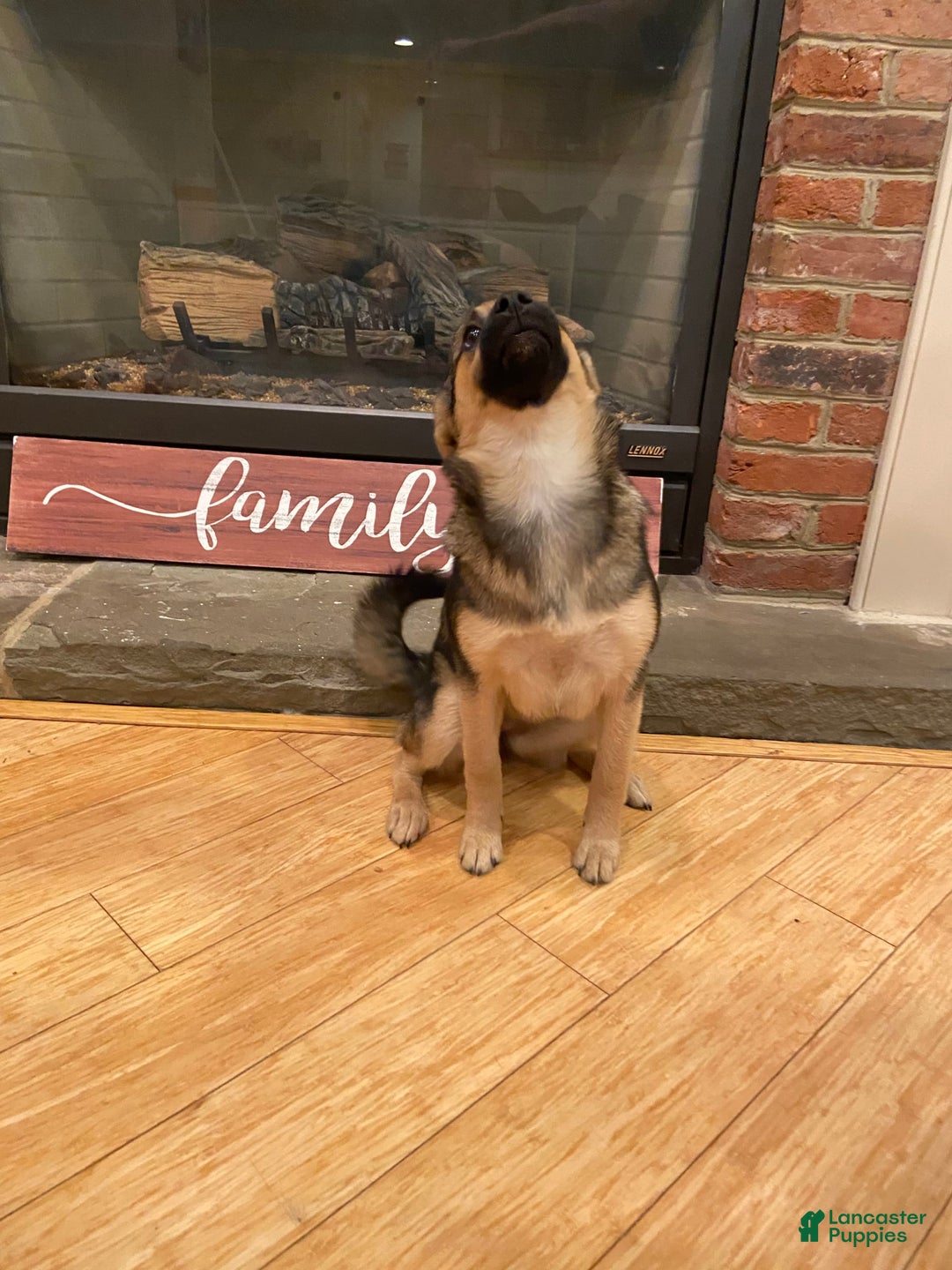 Keeshond dogs for sale: Winnie - Image 6