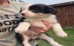 Border Collie dogs for sale: Rex - Image 4