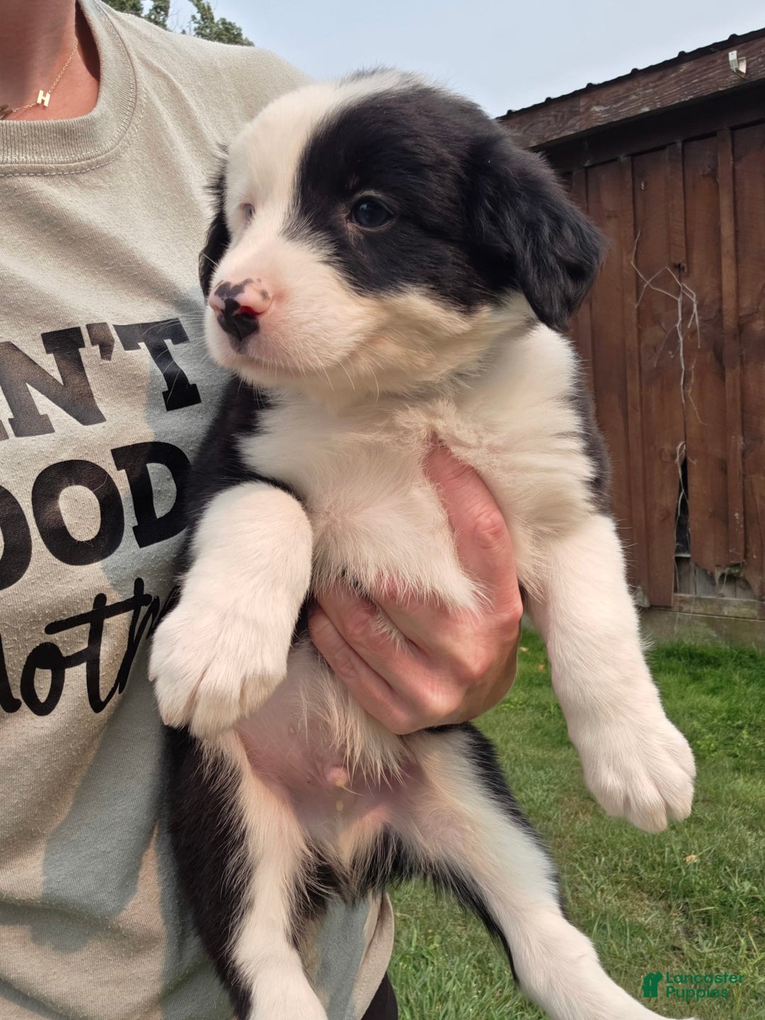 Border Collie dogs for sale: Rex - Image 4