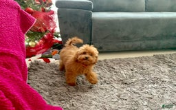 Toy Poodle dogs for sale: Rose - Image 4