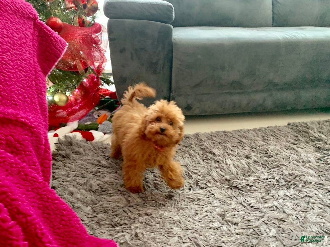Toy Poodle dogs for sale: Rose - Image 4