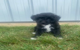 Mini Aussiedoodle dogs for sale: Rowdy - Image 6