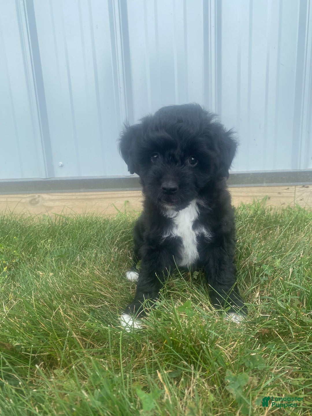 Mini Aussiedoodle dogs for sale: Rowdy - Image 6