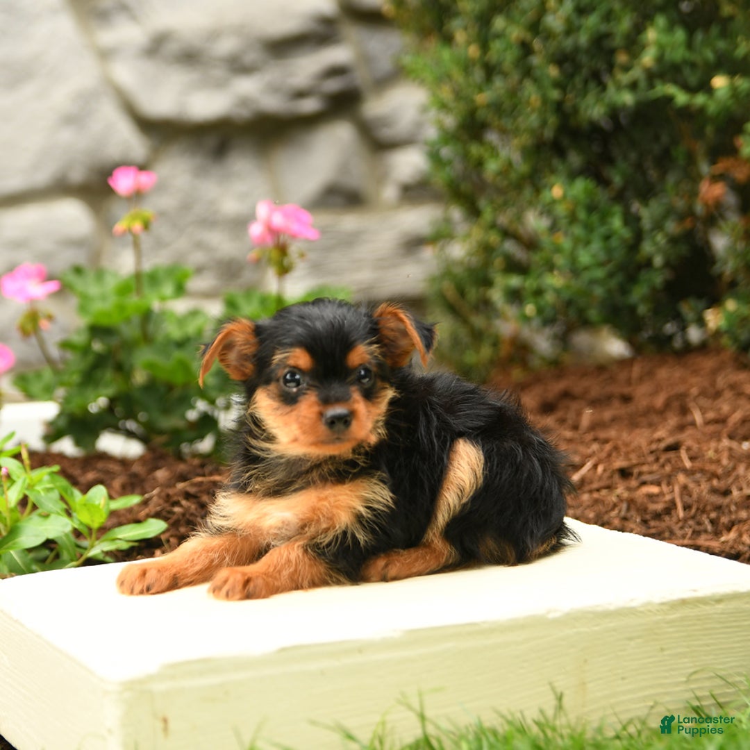 Yorkshire Terrier dogs for sale: Ryan - Image 5