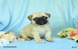Pug dogs for sale: Bailey - Image 2